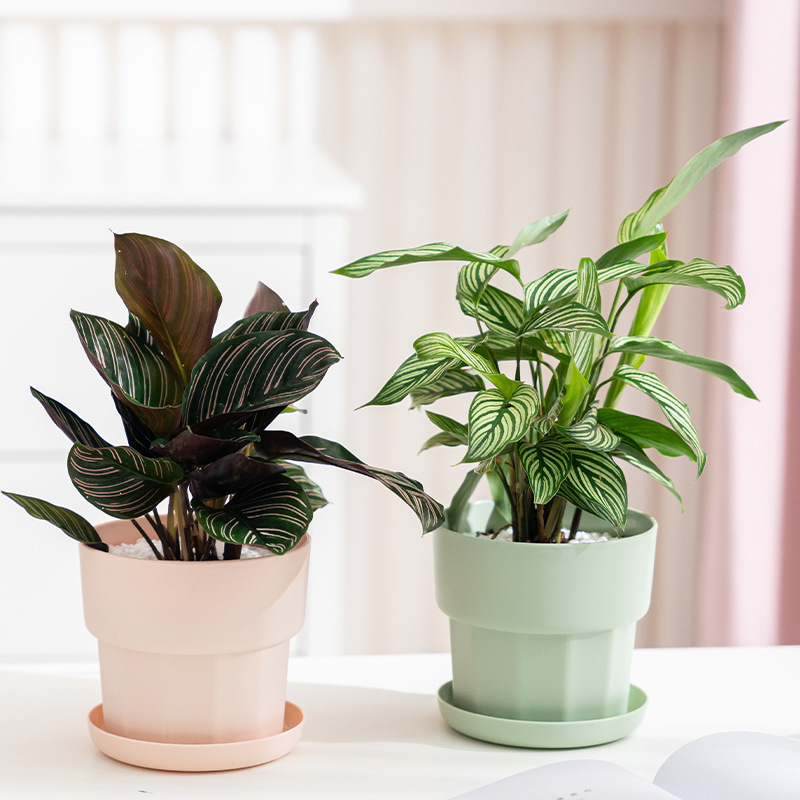 Aloe Vera Pot - Jardinière succulente de radis vert de