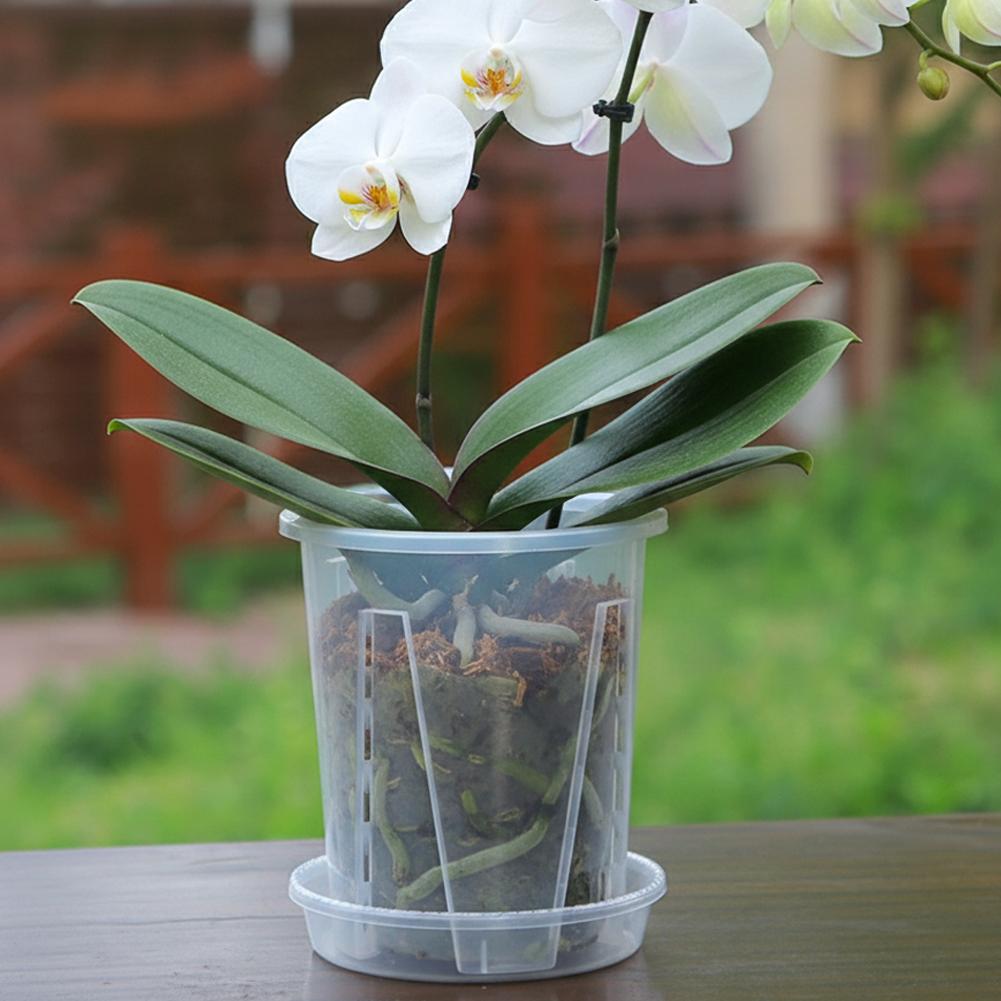 Pot de fleurs transparent en p - Aloe Vera Pot avis et prix