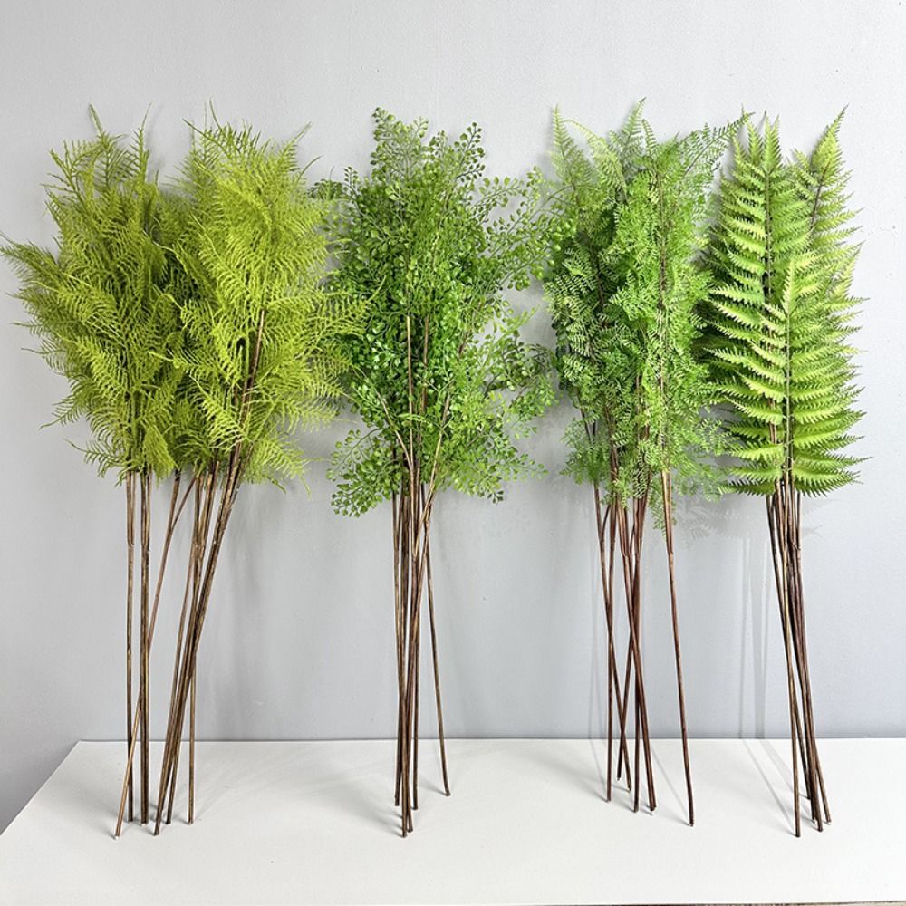 Branches de plantes de fougère - Dracaena Marginata avis et prix