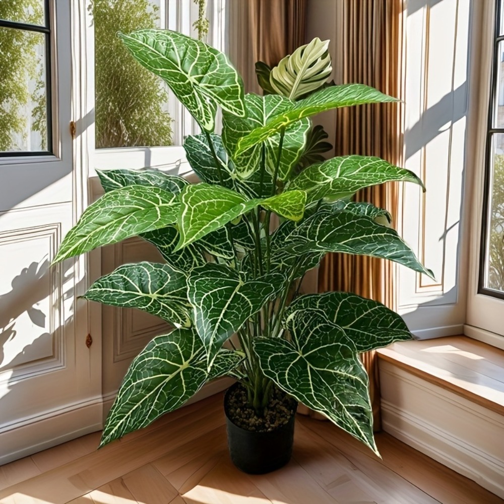Feuilles de Taro féeriques ver - Monstera Adansonii avis et prix